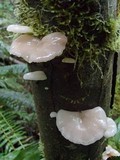 Pleurotus pulmonarius image