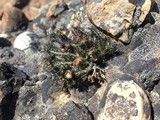Usnea sphacelata image
