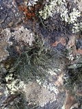 Usnea sphacelata image