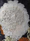 Ochrolechia parella image