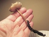 Mycena galericulata image