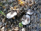 Tricholoma dryophilum image