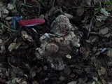 Tricholoma dryophilum image
