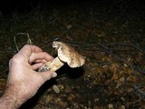 Tricholoma dryophilum image