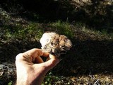 Tricholoma dryophilum image