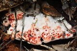 Hydnellum peckii image