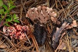 Hydnellum peckii image