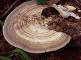 Trametes cubensis image