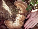 Trametes cubensis image