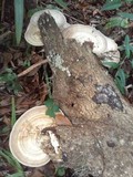 Trametes cubensis image