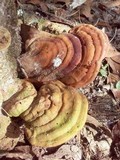 Ganoderma zonatum image