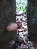 Ganoderma zonatum image