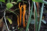 Ramariopsis crocea image