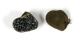 Melanogaster variegatus image