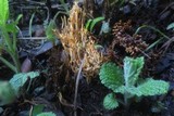 Phaeoclavulina myceliosa image
