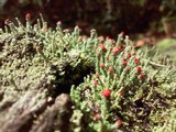 Cladonia didyma image