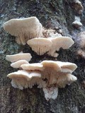 Sarcodontia pachyodon image