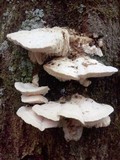 Sarcodontia pachyodon image