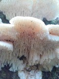 Sarcodontia pachyodon image