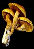 Gymnopilus lepidotus image