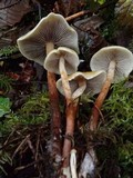 Hypholoma capnoides image