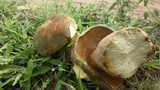 Phlebopus sudanicus image