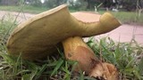 Phlebopus sudanicus image