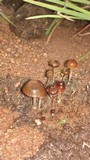 Psilocybe coprophila image