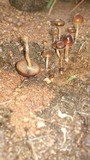 Psilocybe coprophila image