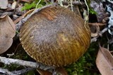 Suillus fuscotomentosus image