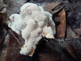 Abortiporus biennis image