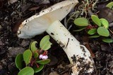 Tricholoma manzanitae image