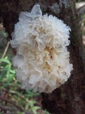 Tremella fuciformis image