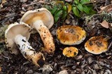 Tricholoma focale image
