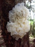 Tremella fuciformis image