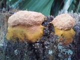 Fuligo septica image