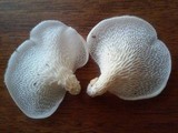 Favolus tenuiculus image