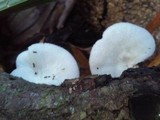 Favolus tenuiculus image