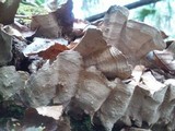 Xylobolus subpileatus image