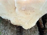 Trametes gibbosa image