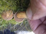 Suillus tomentosus image