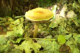 Cortinarius corrugatus image