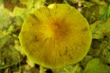 Cortinarius corrugatus image