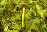 Cortinarius corrugatus image