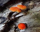 Pluteus rubrotomentosus image