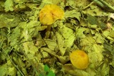 Cortinarius corrugatus image