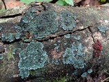 Coccocarpia pellita image