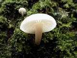 Clitocybe houghtonii image