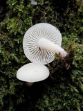 Clitocybe houghtonii image