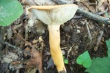Lactarius volemus image